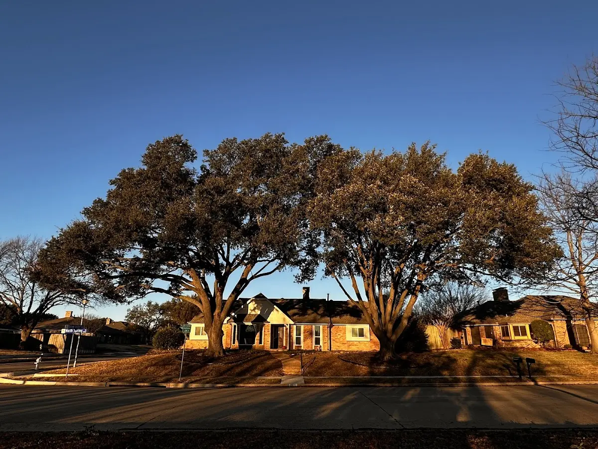 Established residential canopy tree shading a home in Cobalt